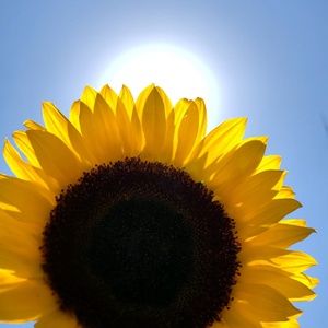 Meet your Posher, Brewer